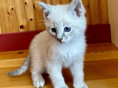 Romeo - Domestic - Gallery Photo #1