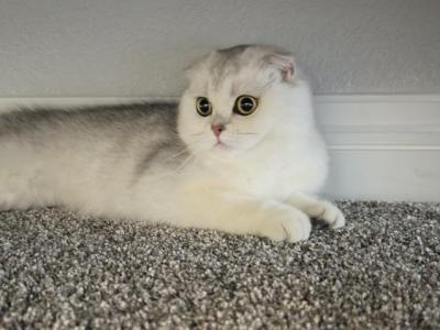 Princess - Scottish Fold - Gallery Photo #1