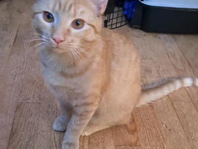 Goose - American Shorthair - Gallery Photo #1