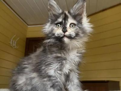Fluffy Female Maine Coon - Maine Coon - Gallery Photo #1