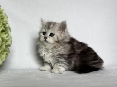 Hailey - Siberian - Gallery Photo #1