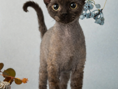 Devon Rex Black Male Kitten - Devon Rex - Gallery Photo #1