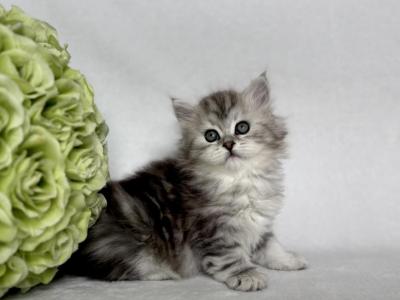 Hope - Siberian - Gallery Photo #1