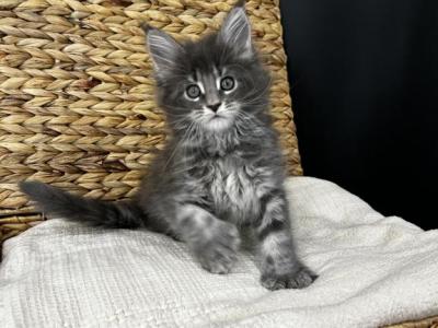 Horizon - Polydactyl - Gallery Photo #1