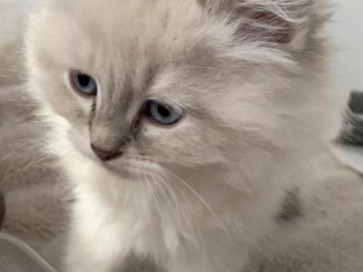 Ivan - Siberian - Gallery Photo #1