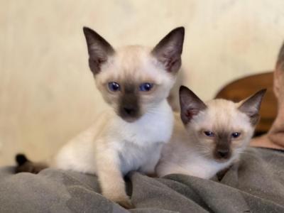 Modern Siamese - Siamese - Gallery Photo #1