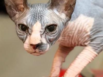 Oda - Sphynx - Gallery Photo #1
