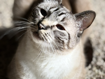 Leo - Siamese - Gallery Photo #1