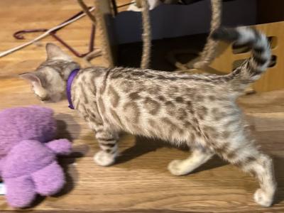 Olivine Purple Collar - Bengal - Gallery Photo #1