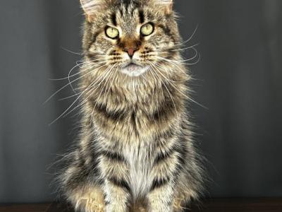 Liv Maine Coon - Maine Coon - Gallery Photo #1