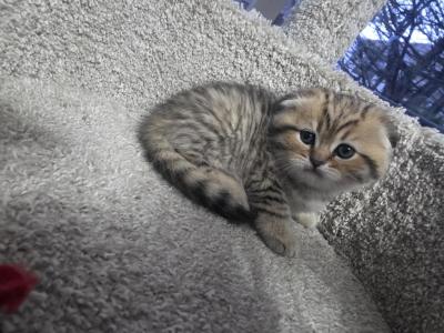 Jonny - Scottish Fold - Gallery Photo #1