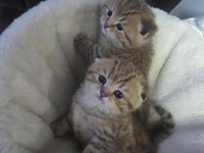 Oscar And Amber - Scottish Fold - Gallery Photo #1
