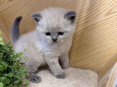 Perlushka Kittens - Scottish Straight - Gallery Photo #1
