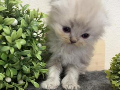 Perlushka Kittens - Scottish Fold - Gallery Photo #1