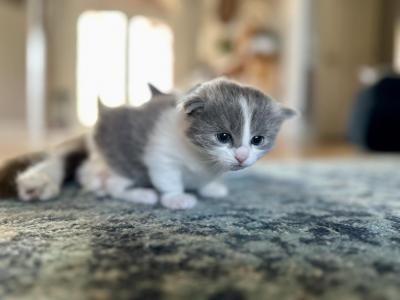 Rosie - Ragdoll - Gallery Photo #1