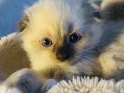 Max - Scottish Fold - Gallery Photo #1