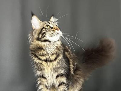 Gaia Maine Coon - Maine Coon - Gallery Photo #1