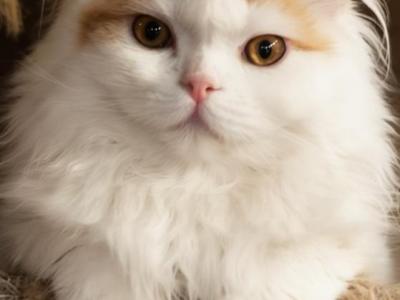 Cesar - Scottish Straight - Gallery Photo #1