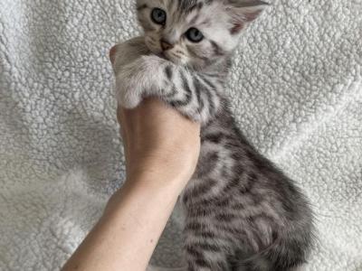 Bengal Scottish Cross - Bengal - Gallery Photo #1