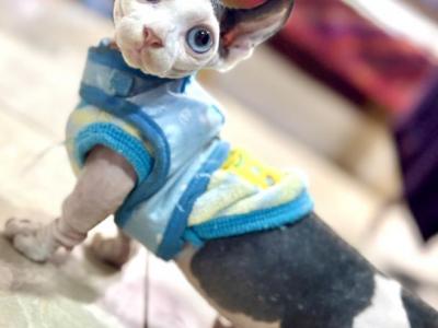 Dwelf Vinny - Sphynx - Gallery Photo #1