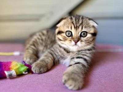 Scottish Fold - Scottish Fold - Gallery Photo #1