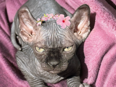 Violet - Sphynx - Gallery Photo #1