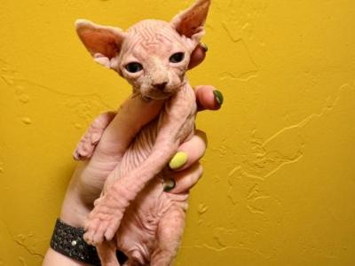 The Rock And Pitbull - Sphynx - Gallery Photo #1