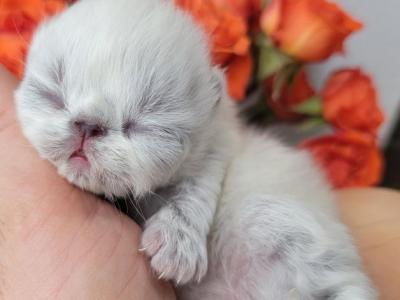 Miss Raven River Kitten - Persian - Gallery Photo #1