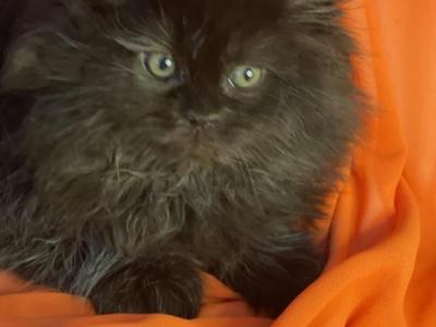 Sweetie - Himalayan - Gallery Photo #1