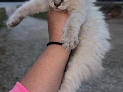 Stitch - Balinese - Gallery Photo #1