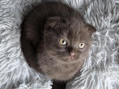 Brown Scottish Fold - Scottish Fold - Gallery Photo #1