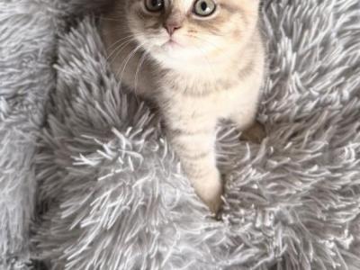 British Shorthair Kittens - British Shorthair - Gallery Photo #1