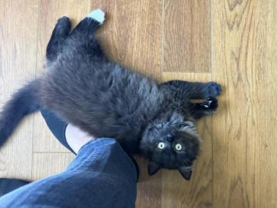 Percival - Domestic - Gallery Photo #1