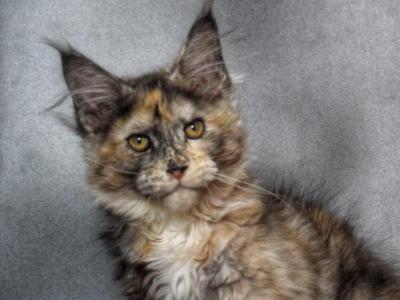 Rapunzel - Maine Coon - Gallery Photo #1