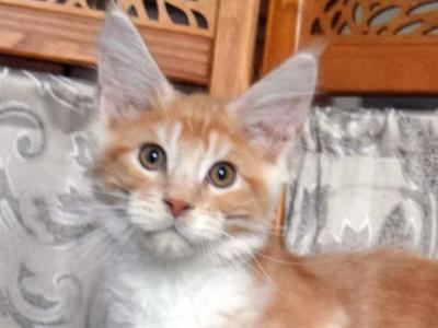 Richard - Maine Coon - Gallery Photo #1