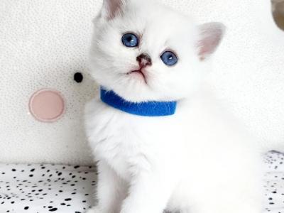 British Shorthair Chinchilla Boy Prince - British Shorthair - Gallery Photo #1