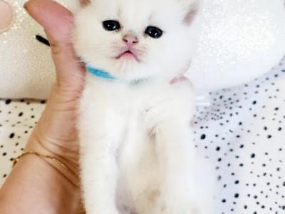 British Shorthair Chinchilla Boy Garry - British Shorthair - Gallery Photo #1