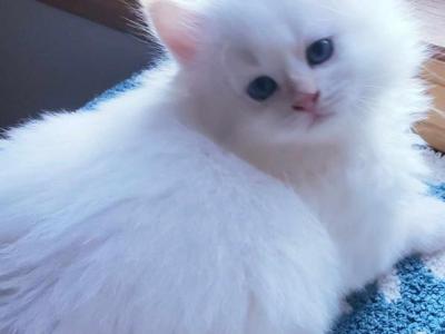 SEBASTIAN - Siberian - Gallery Photo #1