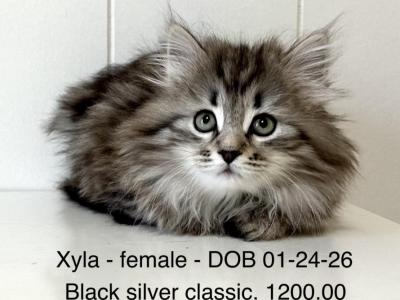 Siberian Kitten Xyla - Siberian - Gallery Photo #1