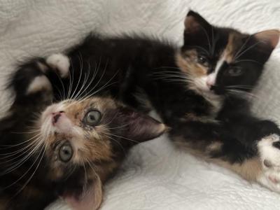 Millow & Dracula - American Shorthair - Gallery Photo #1