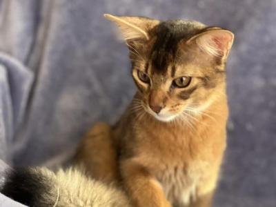 Tommy - Somali - Gallery Photo #1