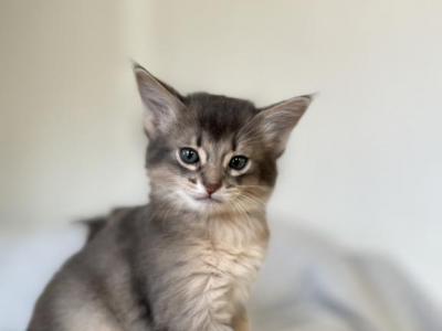 Hector - Somali - Gallery Photo #1