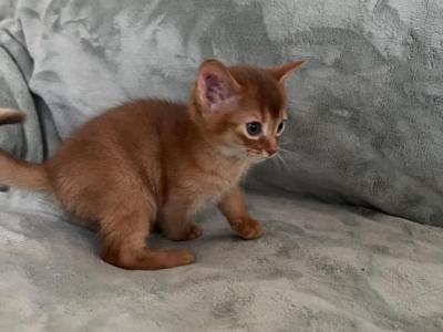 Felix - Abyssinian - Gallery Photo #1