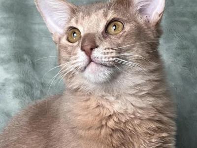 Marquis - Somali - Gallery Photo #1