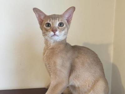 Molly - Abyssinian - Gallery Photo #1