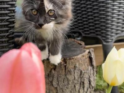 Tulsa - Maine Coon - Gallery Photo #1