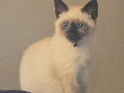 Siamese Seal Point - Siamese - Gallery Photo #1