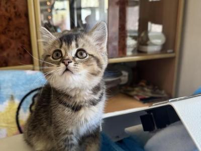 Byron - British Shorthair - Gallery Photo #1