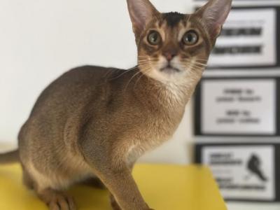 Phoebe - Abyssinian - Gallery Photo #1