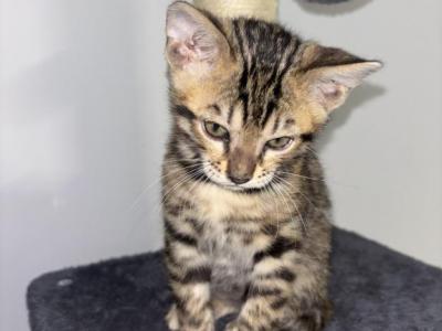 Reuben - Bengal - Gallery Photo #1